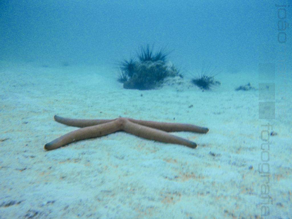 ai966.photobucket.com_albums_ae144_martinsjoao_Zanzibar_P1010317.jpg