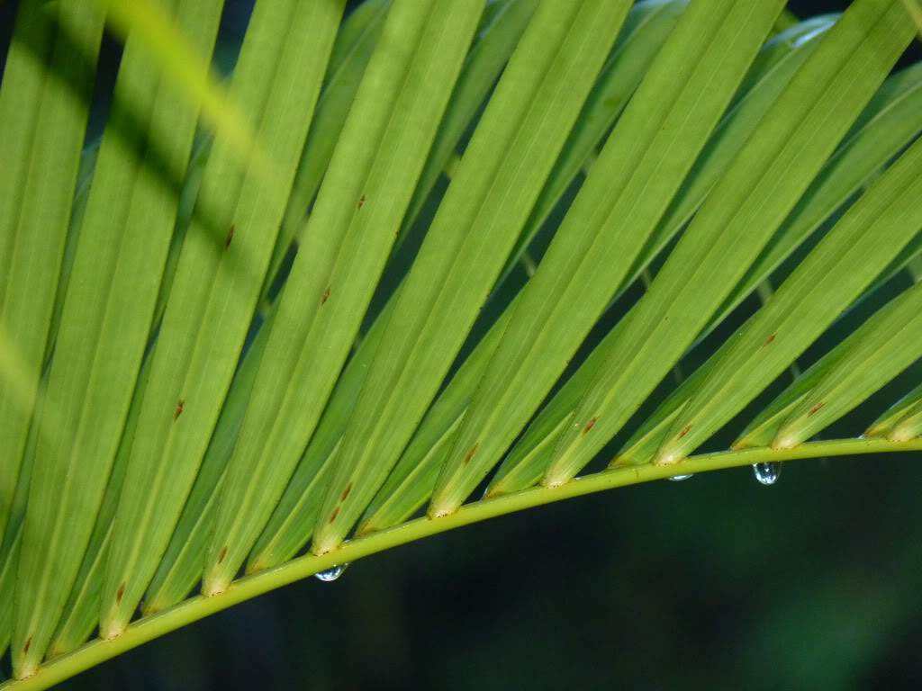 ai969.photobucket.com_albums_ae173_Vonbispus_P1000348.jpg