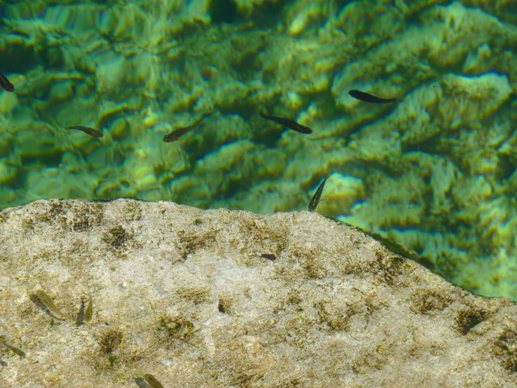 ai969.photobucket.com_albums_ae173_Vonbispus_P1000364.jpg