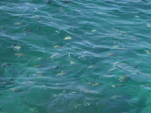 ai983.photobucket.com_albums_ae312_jokerPT_Punta_20Cana_2020098c4837cb6a105592bd455229dd78404e.jpg