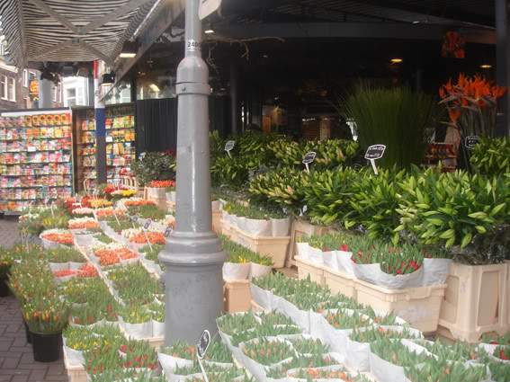 ai991.photobucket.com_albums_af38_hydra_2009_TULIPAS.jpg