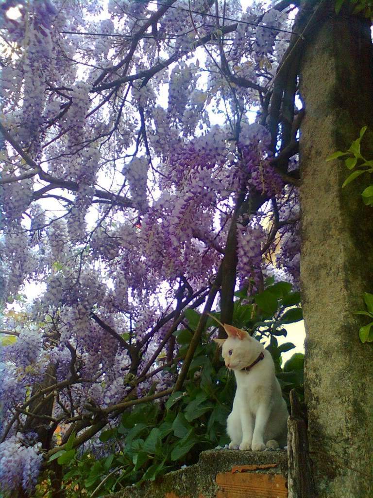 ai997.photobucket.com_albums_af98_deboraruben_Julieta.jpg