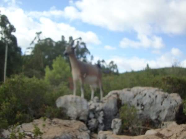 ai997.photobucket.com_albums_af98_deboraruben_Pia_20do_20Urso_32.jpg