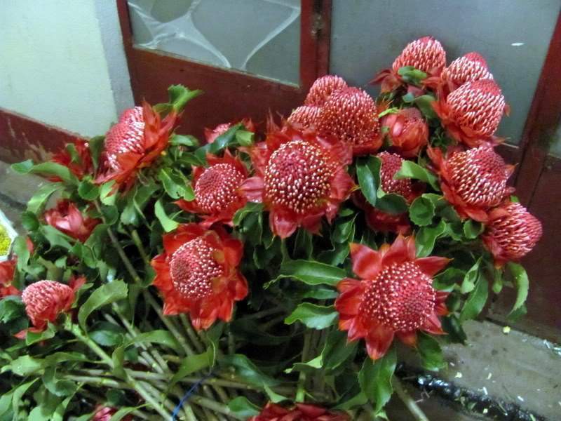 ai998.photobucket.com_albums_af110_tininharibeiro_MADEIRA_MADEIRA2011581.jpg