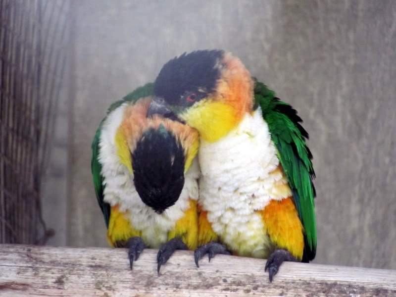 ai998.photobucket.com_albums_af110_tininharibeiro_MADEIRA_MADEIRA2011638.jpg