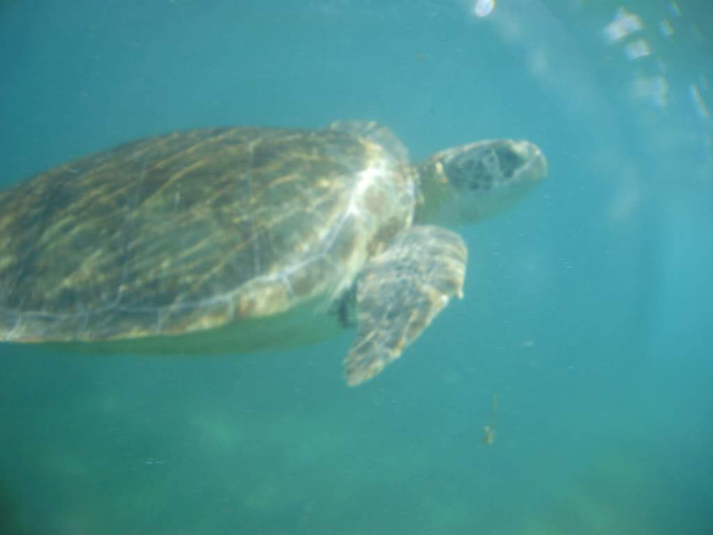 ai999.photobucket.com_albums_af115_ccolaco_P5020121.jpg