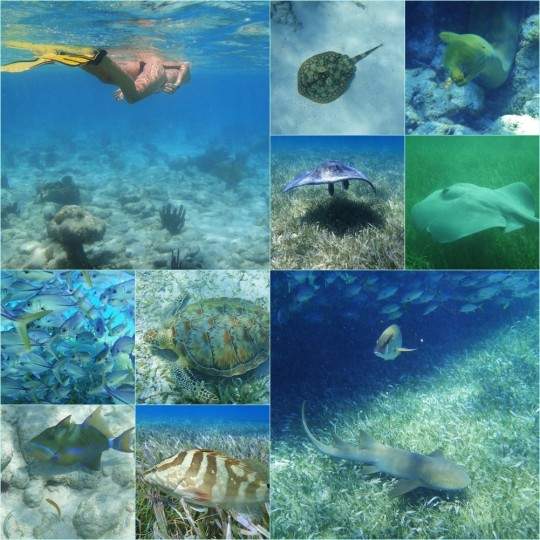akikiaroundtheworld.com_wp_content_uploads_2014_02_Caye_Caulker_540x540.jpg