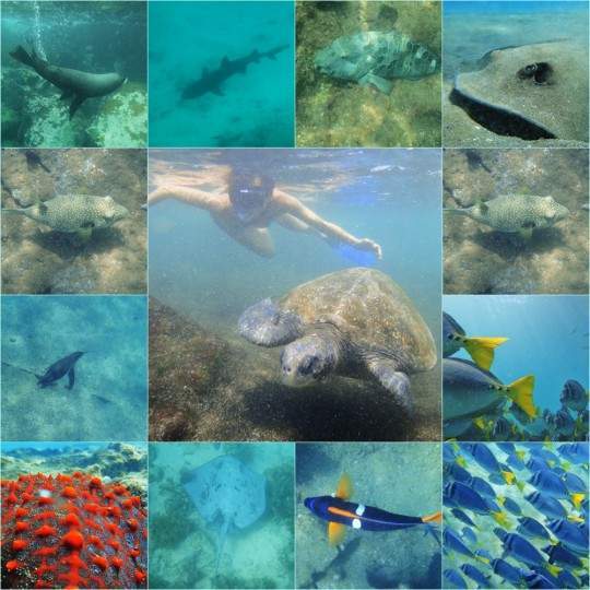akikiaroundtheworld.com_wp_content_uploads_2014_02_Galapagos_540x540.jpg