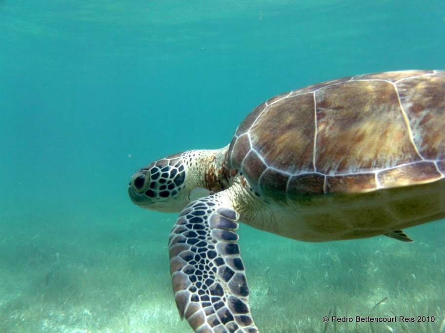 alh6.ggpht.com__YqjfJmy_GAM_S_czr_NfgXI_AAAAAAAABWw_vqtT2m_sWbs_s912_PICT0054_1.JPG