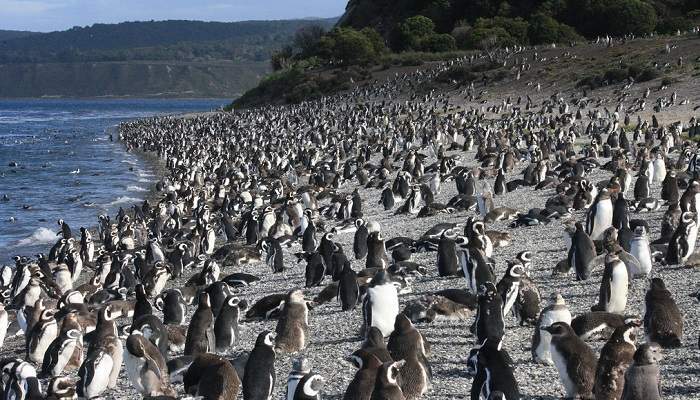 apt.pingofly.com_wp_content_uploads_2014_07_pinguins.jpg