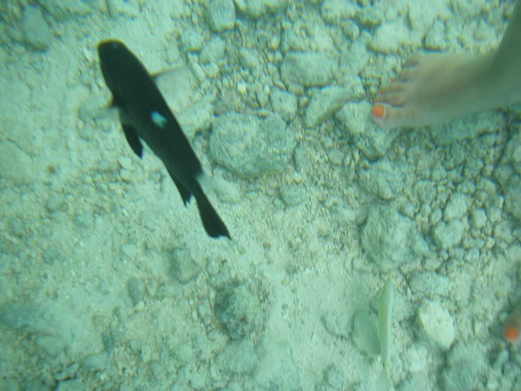 as11.postimg.org_43tf908jn_P9252159.jpg