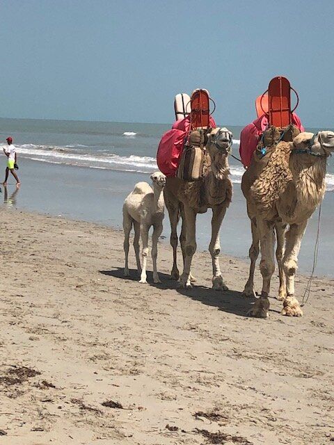 beach with camels.jpg