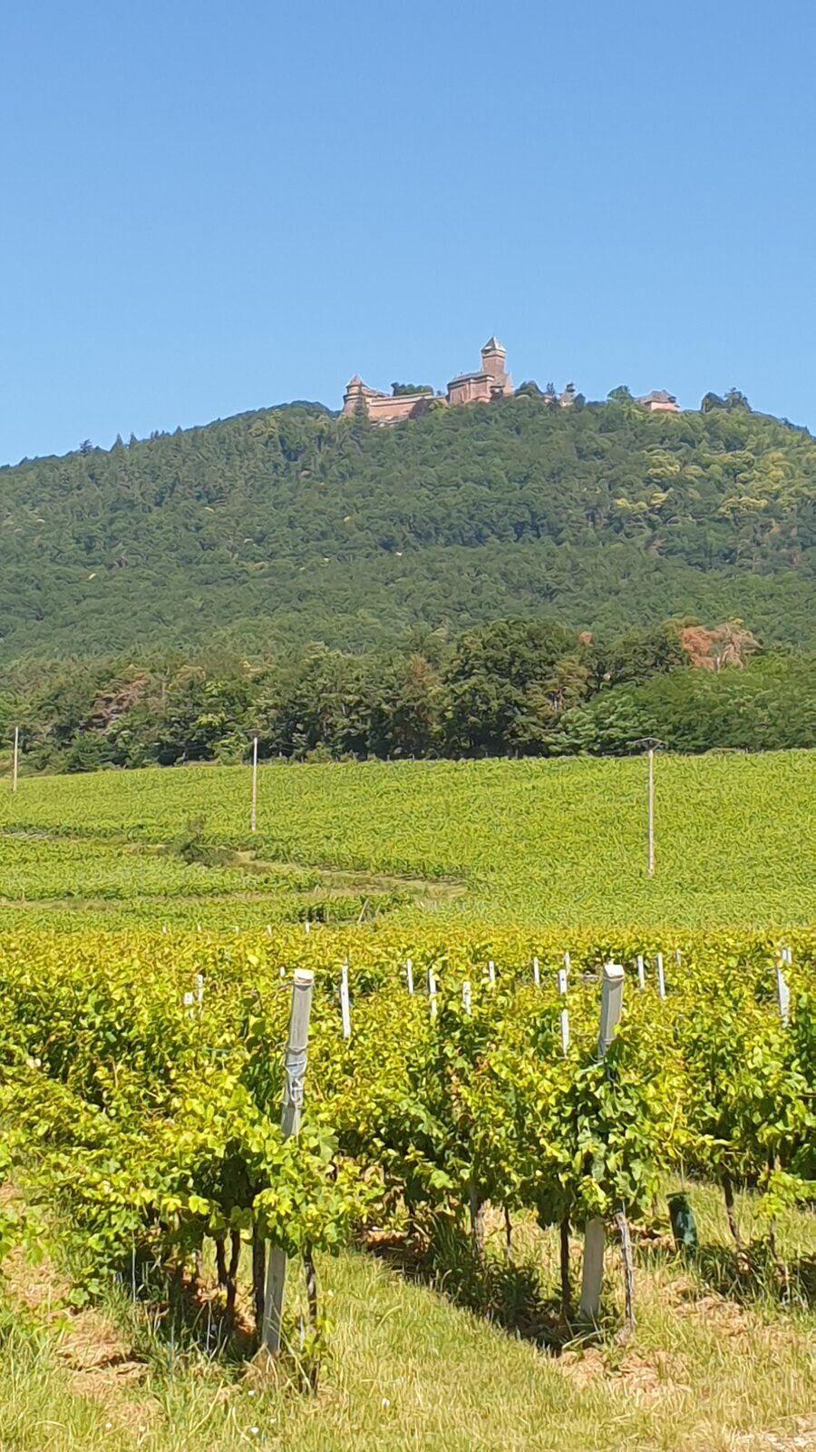 Chateaux Haut-Koenigsbourg-Route de Vin (2).jpg