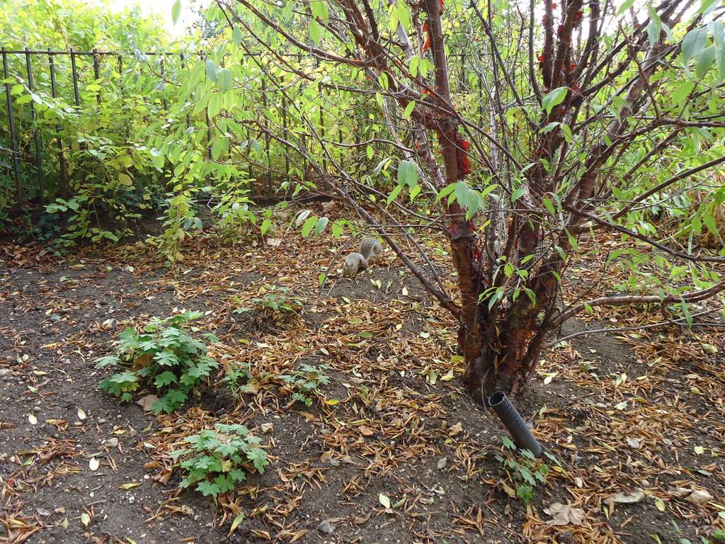 DSC00294.JPG