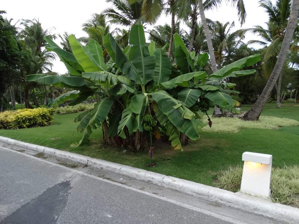 DSC00607a.jpg