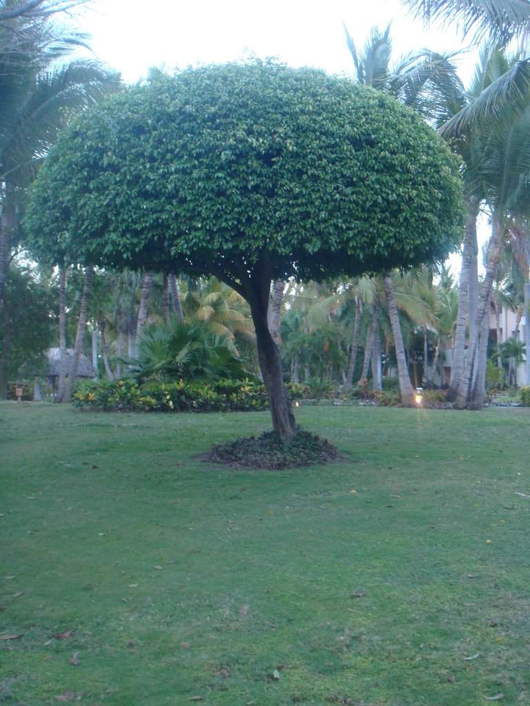 DSC07331.jpg