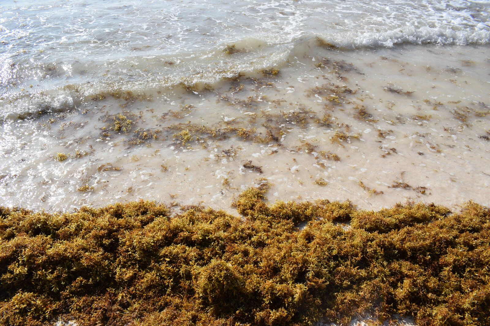 DSC_0087.JPG