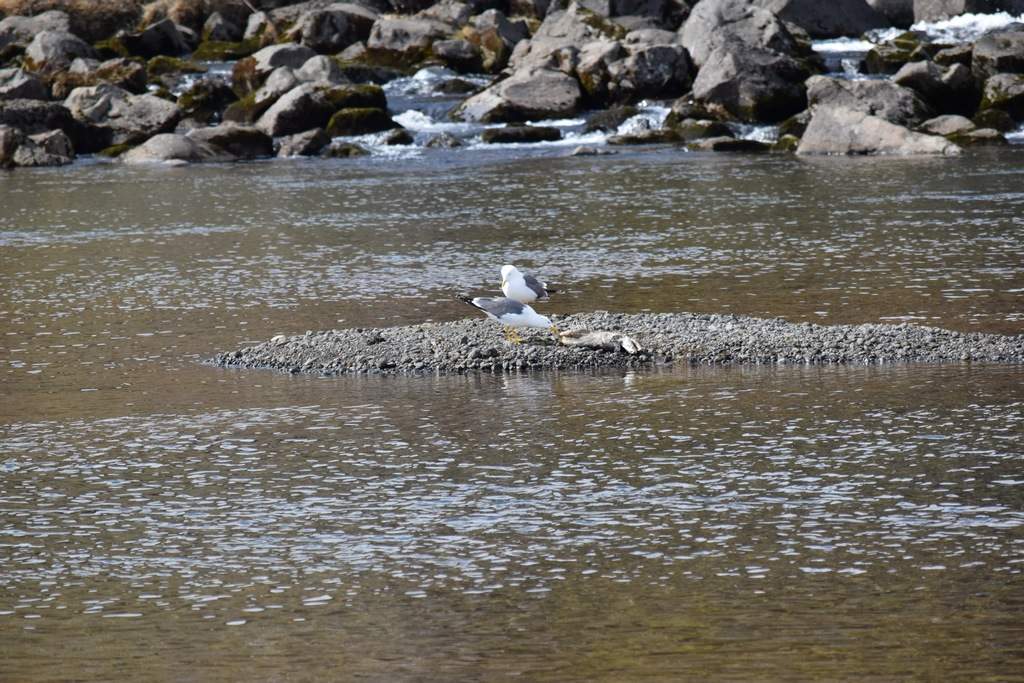 DSC_1170.JPG