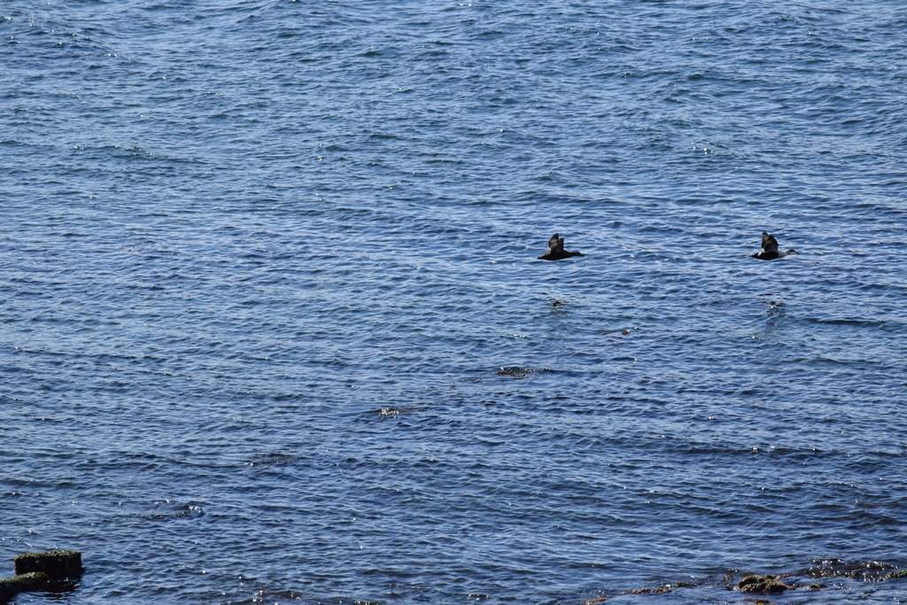 DSC_1867.JPG