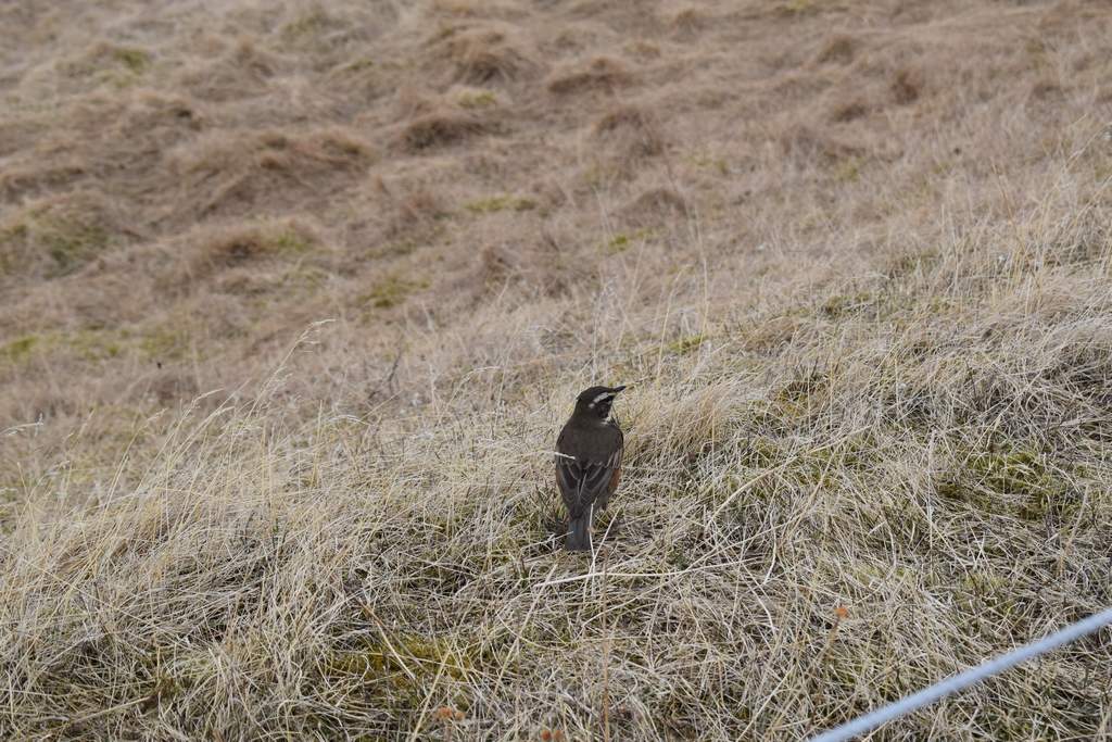 DSC_2256.JPG
