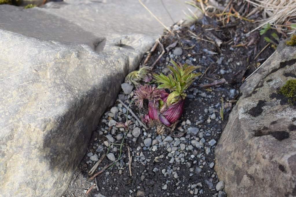 DSC_3718.JPG