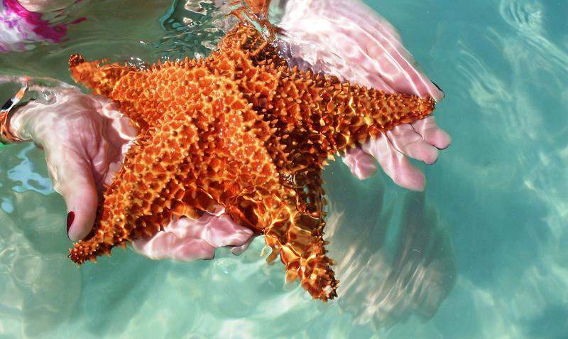 Estrelas do mar.JPG