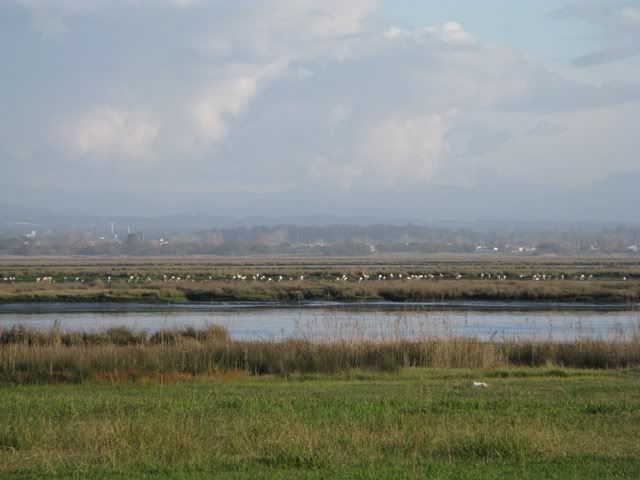 Flamingos.jpg