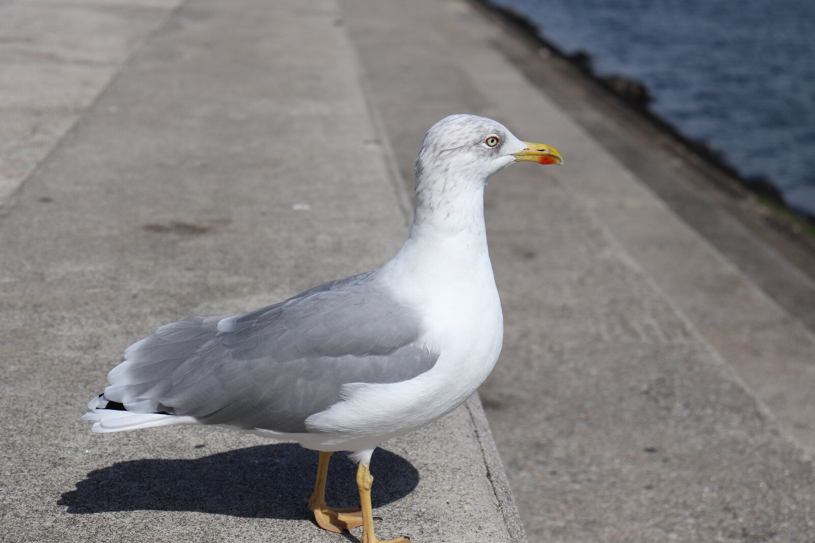 gaivota.JPG