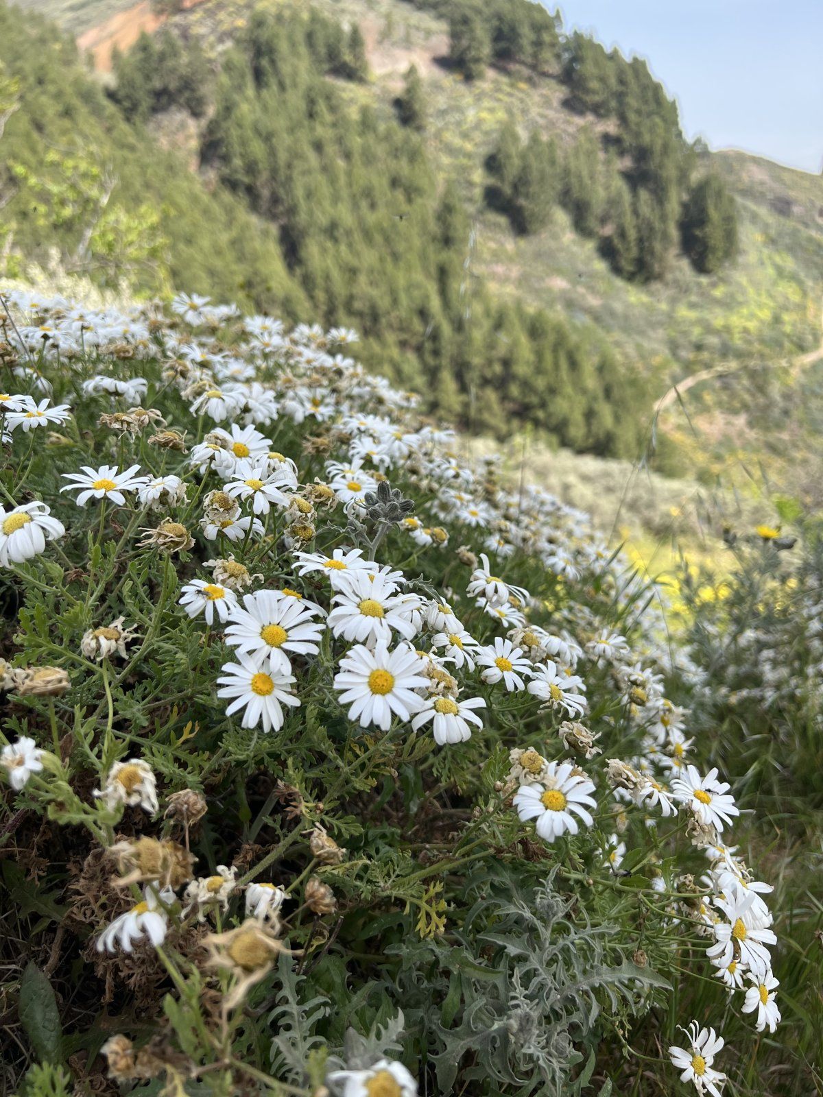 IMG_7307.jpeg