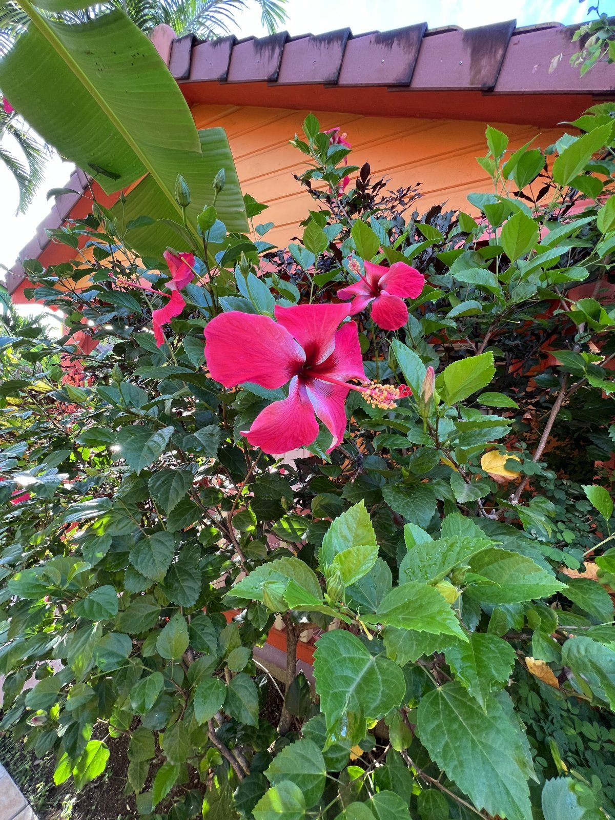 IMG_8627.jpeg