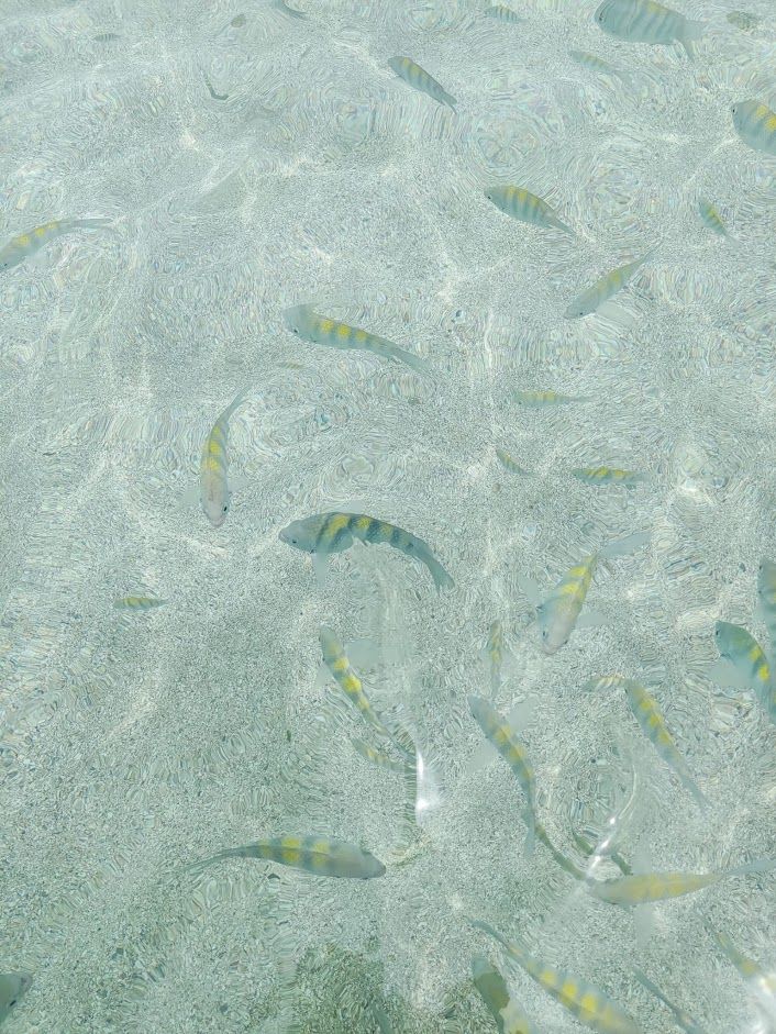 peixes.jpg