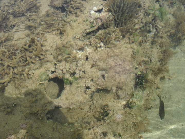 samaná 6.jpg