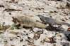 ai862.photobucket.com_albums_ab190_ruisertorio_Cuba_DSC_0406.jpg