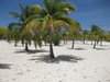 ai862.photobucket.com_albums_ab190_ruisertorio_Cuba_IMG_1040.jpg