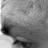 liquidcat