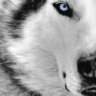 Wolfie