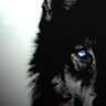 darkwolfpso