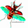Escaravelho Andarilho
