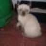 dinag
