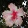 Catidavi