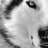 Wolfie