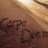andrelopes