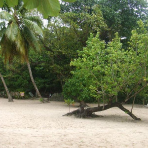 excurçao de punta cana para samana