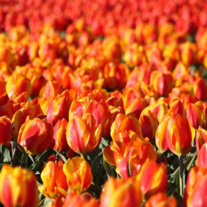 Holanda