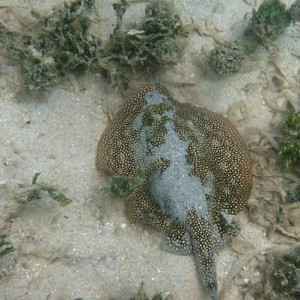 Jamaica UNDERWATER 2013