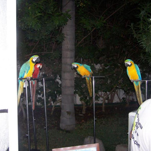 Grand Canaria