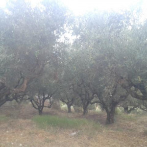 Corfu-Kefalonia-Zakynthos