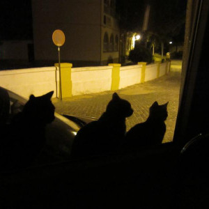 noite