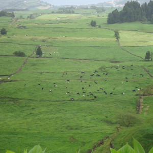 São Miguel - Açores