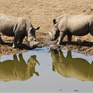 Kruger 2015